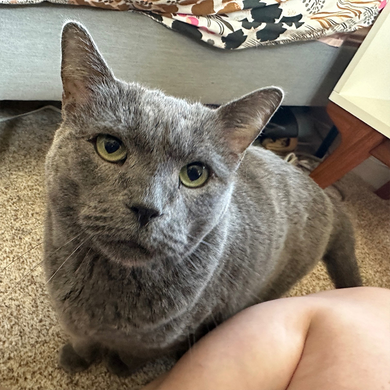 Grey kitty Mykonos at Cat Town in Oakland, California