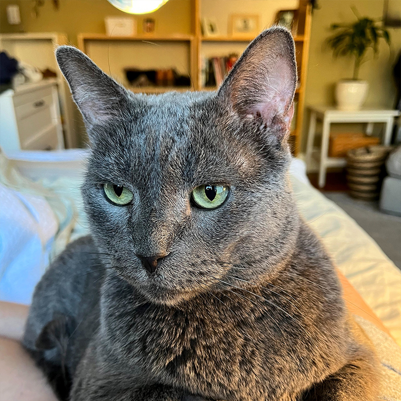 Grey kitty Mykonos at Cat Town in Oakland, California, 2