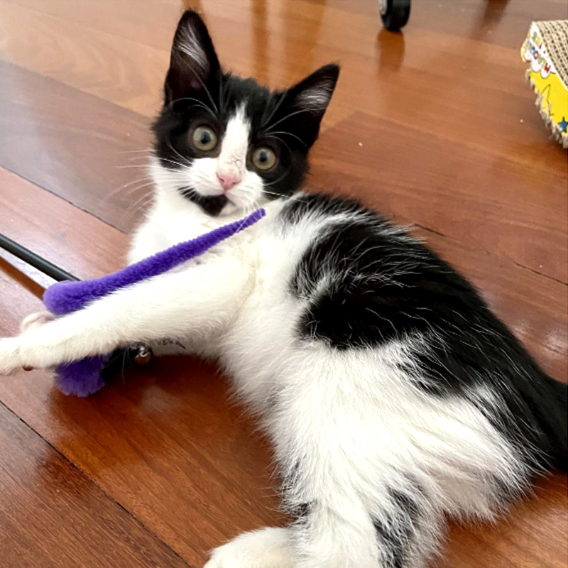 Domino the kitten for adoption through Luxe Paws, 2