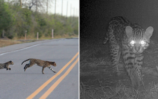Texas, Laguna Atascosa National Wildlife Refuge, ocelots, ocelot, wildlife crossings, wildlife underpasses, Bipartisan Infrastructure Law, U.S. Fish & Wildlife Service in Texas, Friends of the Laguna Atascosa National Wildlife Refuge