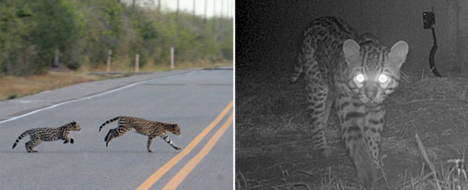 Texas, Laguna Atascosa National Wildlife Refuge, ocelots, ocelot, wildlife crossings, wildlife underpasses, Bipartisan Infrastructure Law, U.S. Fish & Wildlife Service in Texas, Friends of the Laguna Atascosa National Wildlife Refuge