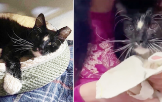 Heaven Can Wait Animal Society, Olive the rescued senior cat, someone poured oil on her fur, Southern Nevada
