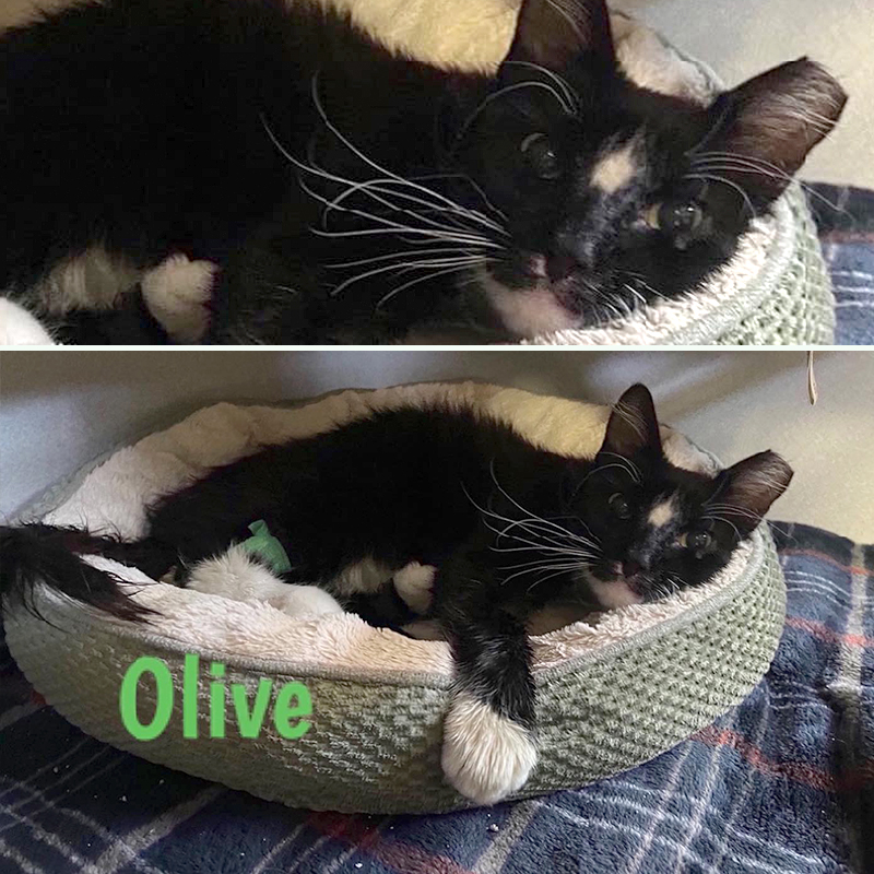 Olive at the Silver Whiskers Feline Rescue sanctuary