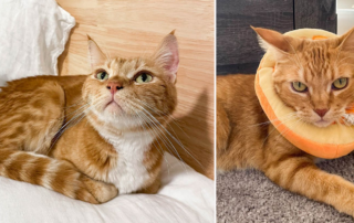 Orange Chicken, orange tabby rescued cat, Oakland, California, Cat Town, foster fail