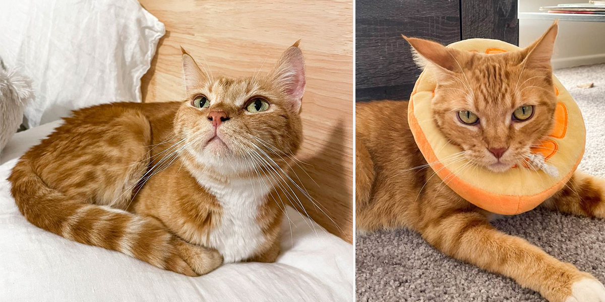 Orange Chicken, orange tabby rescued cat, Oakland, California, Cat Town, foster fail