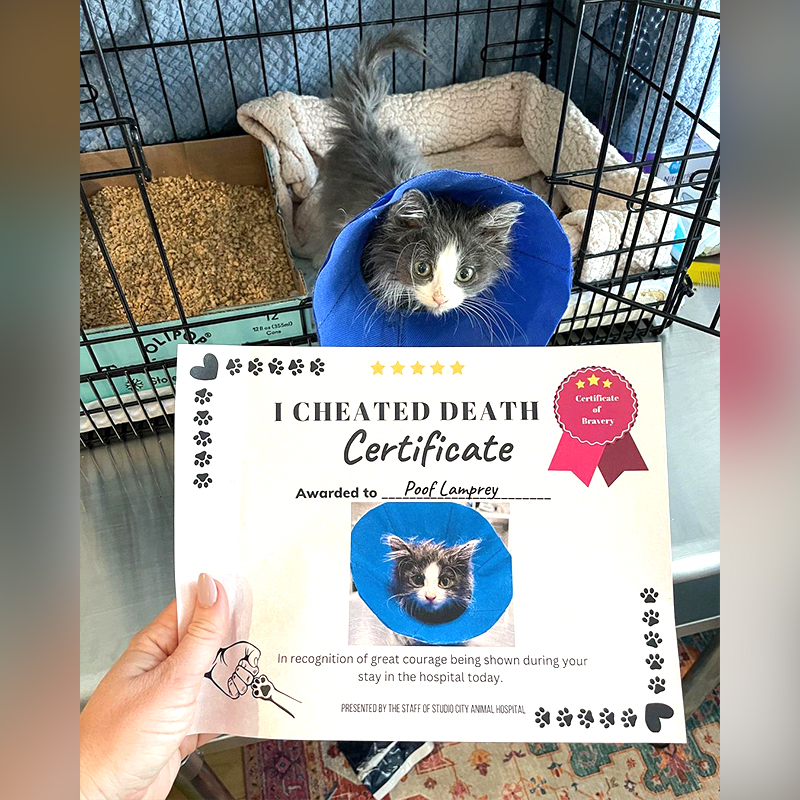 Poof the kitten gets an "I Cheated Death" Certificate following successful surgery 