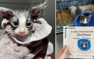 Poof the kitten recovers after risky surgery, receiving an "I Cheated Death Certificate" from the vet, Los Angeles, California, Mel Lamprey, Pumpkin Patch Pet Rescue, Irvine