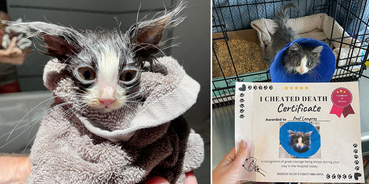 Poof the kitten recovers after risky surgery, receiving an "I Cheated Death Certificate" from the vet, Los Angeles, California, Mel Lamprey, Pumpkin Patch Pet Rescue, Irvine