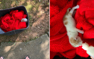 Be Their Voice Animal Rescue Inc., Aimee and Marlena, Peanuts Gang, Lucy and Rerun the kitten, bottle baby, Atlanta, Georgia