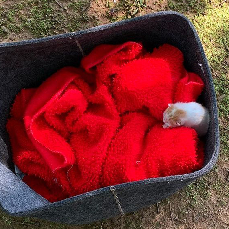 closeup of the basket found in an Atlanta area park, Bottle baby Rerun found abandoned in an Atlanta area park, Be Their Voice Animal Rescue Inc.