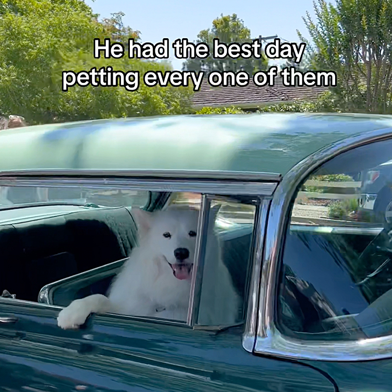 A pretty Samoyed dog arrives in a classic car for the dog parade