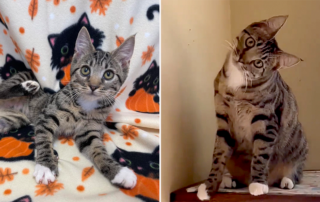 Rumi, Cerebellar hypoplasia, CH, rescued tabby cat, Riverside, California, Love Your Feral Felines, Weeble Wobble, wobbly cat