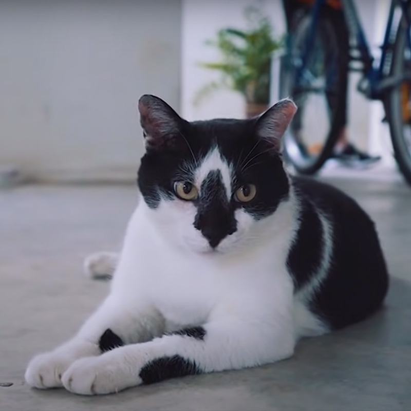 Cat in Singapore via YouTube/Mothership