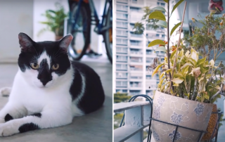 Singapore cats, Housing and Development Board, HDB, Animal & Veterinary Services, ban on cats, keeping cats in public housing, TNR