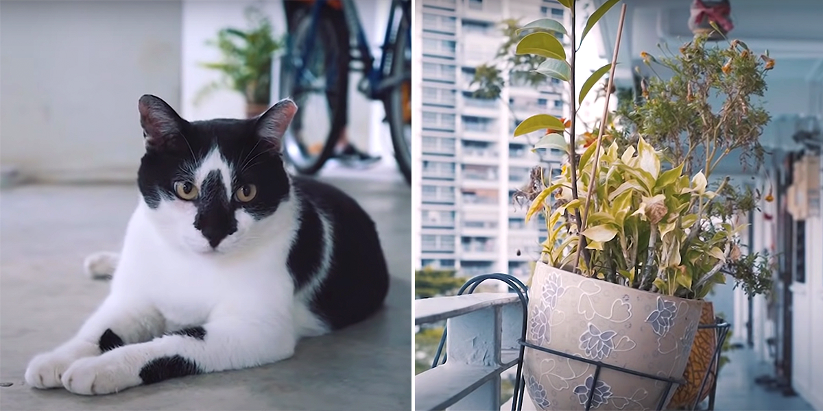 Singapore cats, Housing and Development Board, HDB, Animal & Veterinary Services, ban on cats, keeping cats in public housing, TNR