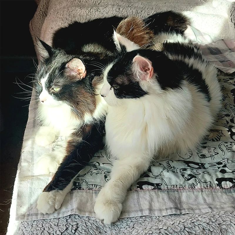 Minnie the pretty cat with her friend