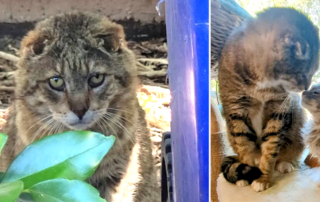 Tom-Tom or Bubba the feral cat rescued by Katie Cats Sims in Portsmouth, Virginia, Feral cat becomes foster Grandpa, Virginia Beach