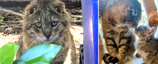 Tom-Tom or Bubba the feral cat rescued by Katie Cats Sims in Portsmouth, Virginia, Feral cat becomes foster Grandpa, Virginia Beach