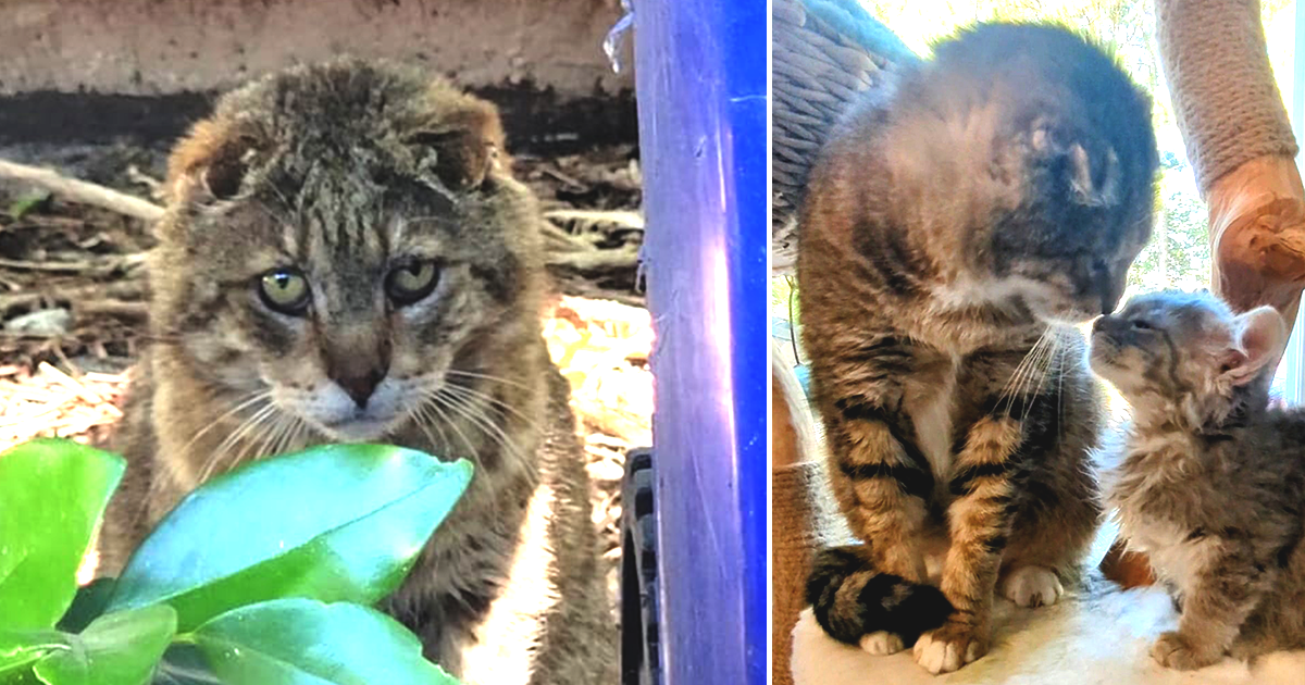 Feral 'TomTom' Learns About Love After Life of Struggles