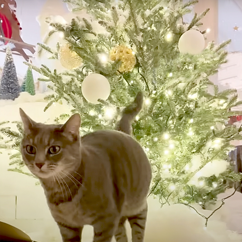 Willow the First cat by a Christmas tree