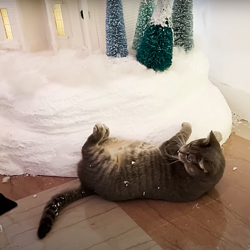 Willow rolls around and scratches the artificial snow
