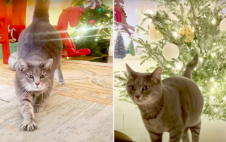 Joanna Zelman, the Dodo, Willow the cat at the White House for the Holidays with First Lady Jill Biden, former barn cat, Willow Grove, Pennsylvania, Volant, Christmas trees