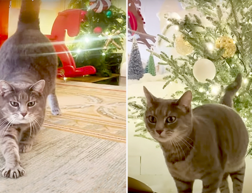Willow, the First Cat, is Having the Best Time in a Winter Wonderland