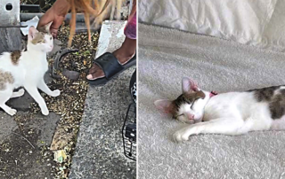 Bama, a cat rescued by Little Wanderers NYC outside a Bronx laundromat with an amputated tail, fairy-tale ending of adoption by two dads