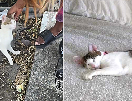 A Fairy-Tale Ending for a Struggling Young Mama Cat Who Lost Her Tail