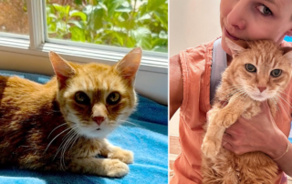 Beth Stern, 20 year old cat named Tazz rescued, Miami's Redmond Animal Hospital, Kelly Rooney, senior cat, hospice, fospice