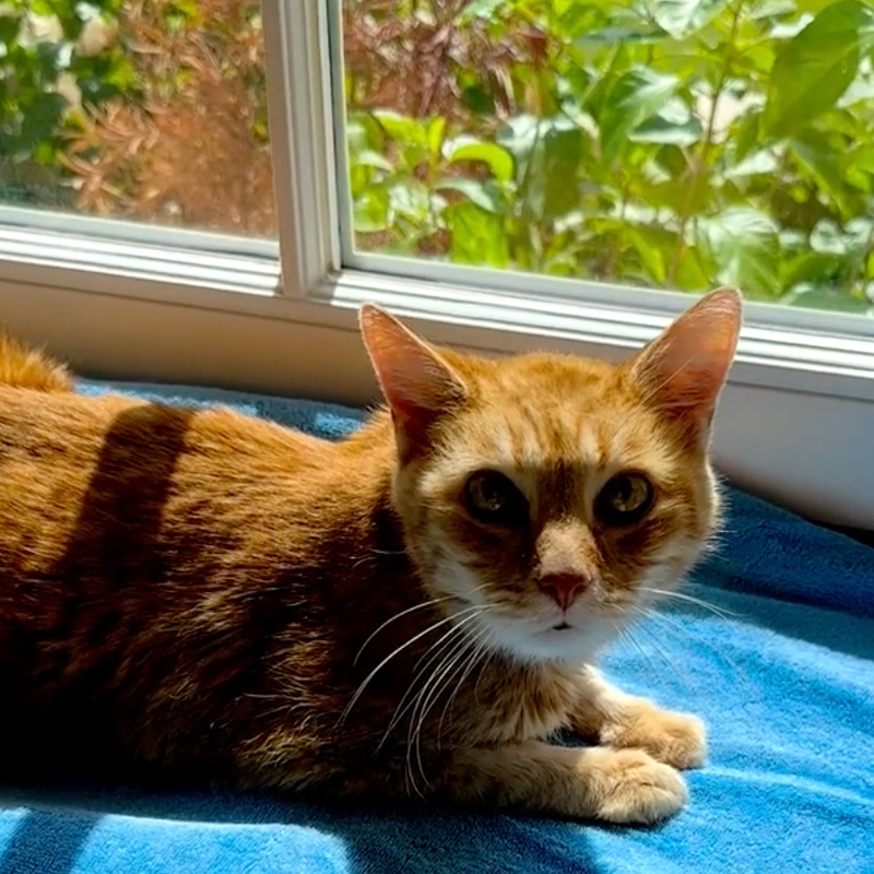Tazz chats with Stern on a sunny windowsill.