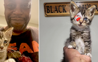 Calvin Tucker, Black Noah, Wink the rescued kitten, The Ark, OCAT, Saving One Creature at a Time, enucleation, blind kitten, tabby, Birmingham, Bessemer, Alabama