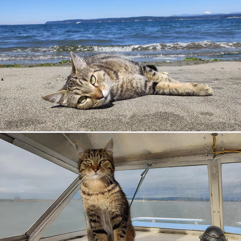 Greg the beach cat in the Seattle area, Hat Island, Golden Siberian Tabby