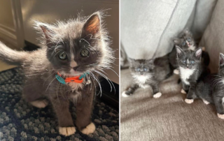 B-litter, Bertha, Brie, Bjoern, and Bertram, kittens at CAAT Friends in Santa Clarita, California, adopted in bonded pairs, adopting in pairs