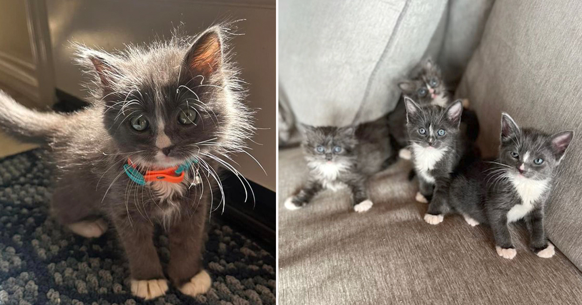 With Kittens This Purrfect, Adopting in Pairs is an Easy Sell