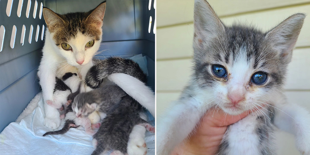 Furrr 911, rescuers save Carly, a 6-month-old kitten who was having kittens in a home in County, New York