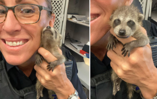 Officer Gretchen Byrne, Cat Cop, Coral Springs, Florida, Raccoon, Kit, Cub, Sawgrass Nature Center