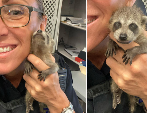 Would a ‘Cat’ By Any Other Name, Still Be As Sweet? This Baby Raccoon Proves That’s a Yes!