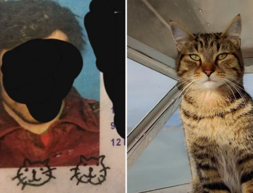 Man’s Signs ID with 3 Cat Heads But it Comes Back to Scratch Him Years Later
