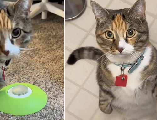 This Remote Button and Dispenser is Helping One Chonky Cat Stay Active and Healthier