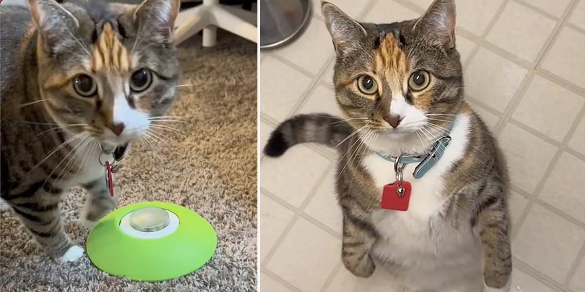 Chai n Leona, Chai and Leona, cats from TikTok, Chai uses interactive treat dispenser by PetGeek with a remote button on her weight loss journey, Baltimore, Chai_n_Leona, Maryland