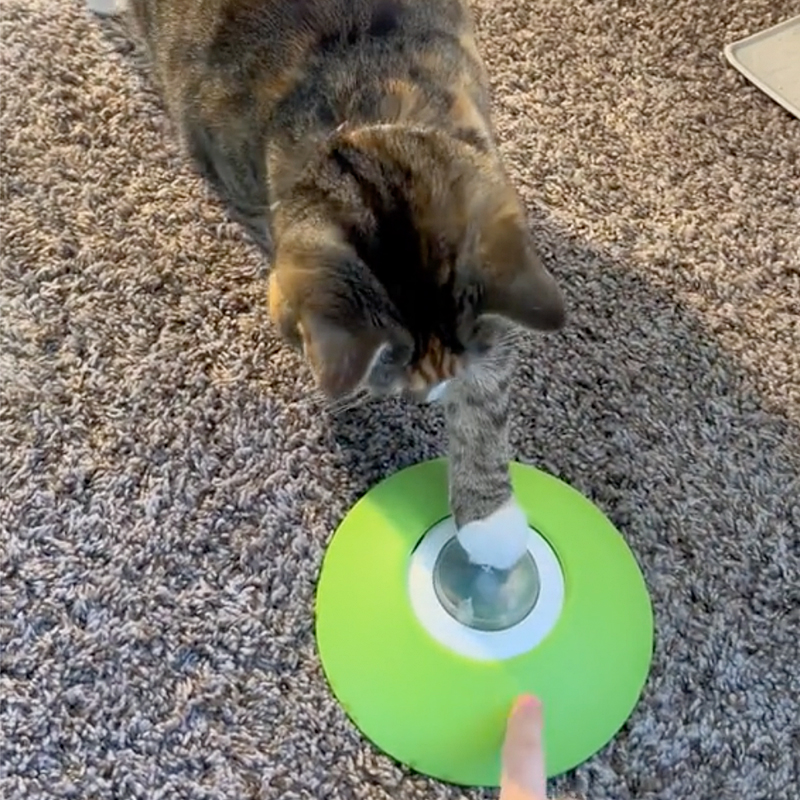 Chai pushes the treat dispenser's remote button when her mom touches it.