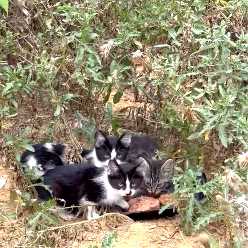 Chocolate kIttens caught in Bronx cemetery by Michelle Morales, Bronx Stray Cats