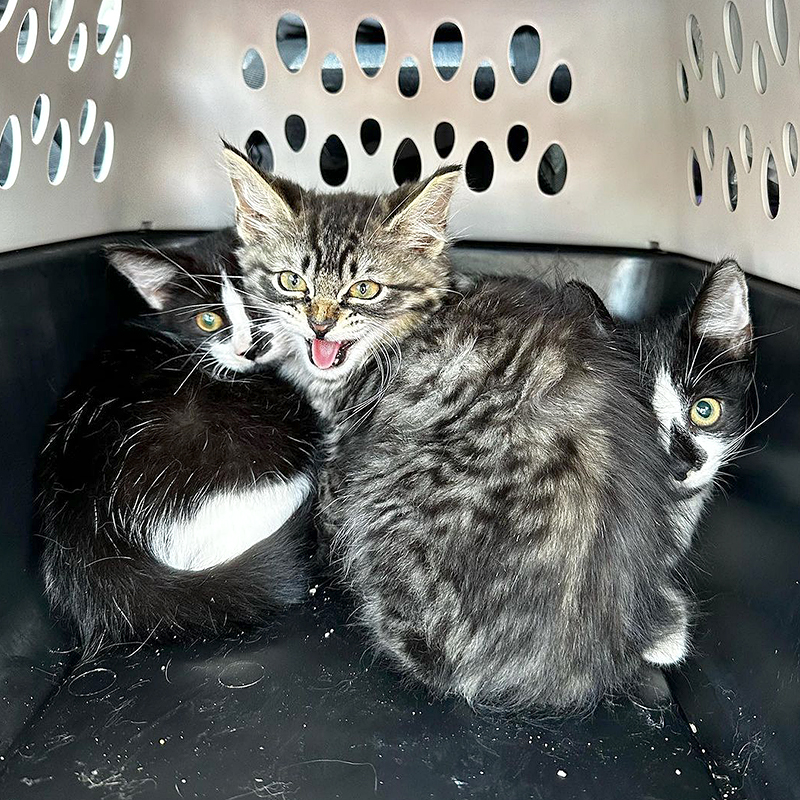 Chocolate kittens in a carrier after being caught by Michelle Morales and her daughter, Bronx Stray Cats