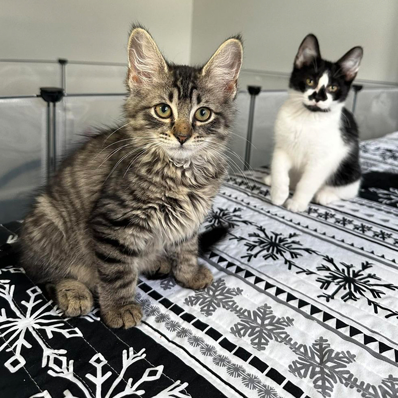 Kit Kat the brown tabby with her sister Oreo