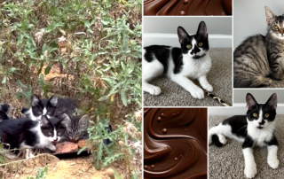 Chocolate Bar kittens, Bronx Stray Cats, Michelle Morales, kittens rescued in cemetery in New York, Josh Kolbert, DVM, Bronx Veterinary Center