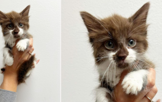 Chocolate brown rescued kitten, Fefe, Rory to the Rescue, Los Angeles, brown fur, rare fur color, cat, feline, rescue