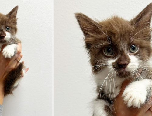 What Happens When a Kitten with Chocolate Brown Fur Turns Up in a Rescue?