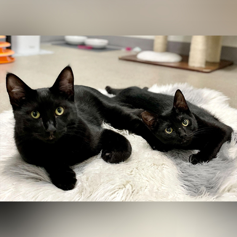Dewdrop grows up in foster care with a house panther friend, 2