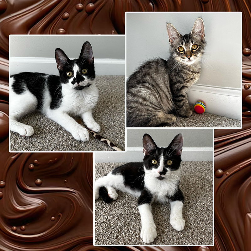 Chocolate Bar Kittens. Left top: Oreo, Kit Kat, and Hershey
